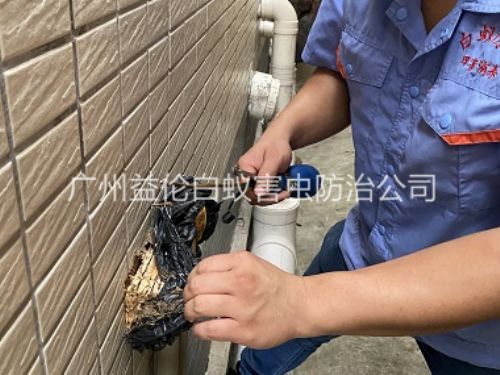 北兴建筑灭治白蚁工程