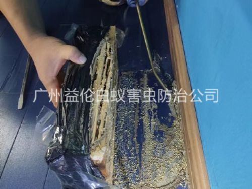雅瑶体育馆灭治白蚁工程