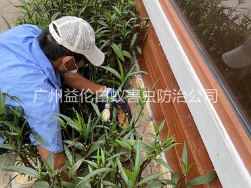 芙蓉园林绿化灭治白蚁工程