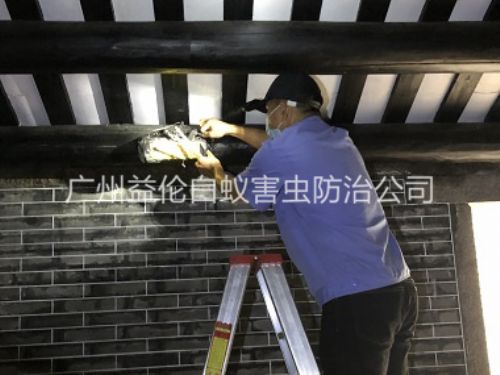 炭步祠堂杀灭白蚁工程