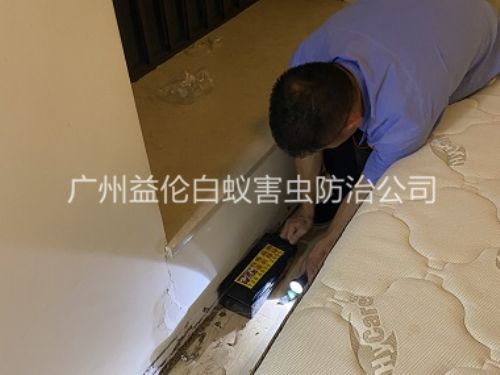 新华家居白蚁灭治工程