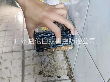 梯面诱杀白蚁危害工程
