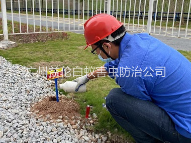 新华红火蚁防治工程