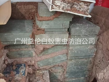 雅瑶防治白蚁危害工程