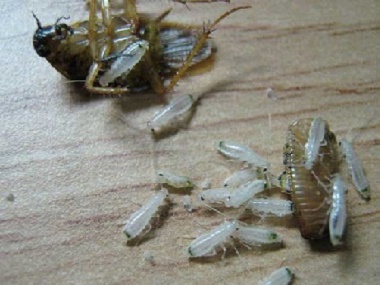 家里很多蟑螂怎么办？哪家杀虫公司比较好