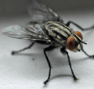 花山除四害：杀死苍蝇的有效方法