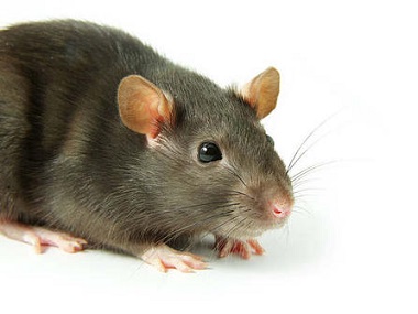 梯面除虫灭鼠中心农家乐灭治预防老鼠的办法