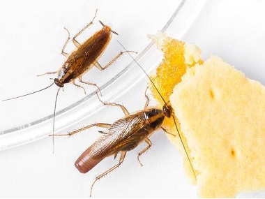 雅瑶上门灭蟑螂公司肥皂水能不能有效杀蟑螂