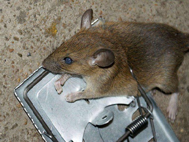 赤坭虫害消杀公司8招驱鼠方法赶走家里的老鼠