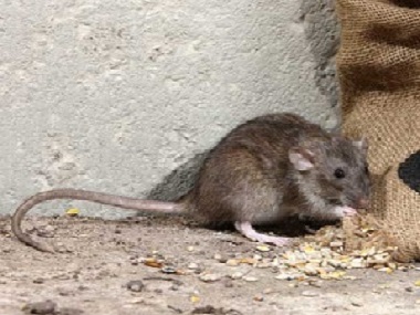 梯面除虫灭鼠公司怎样灭鼠防鼠，如何做好环境防治