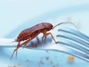 花都四害消杀公司：居家环境如何有效灭治蟑螂？