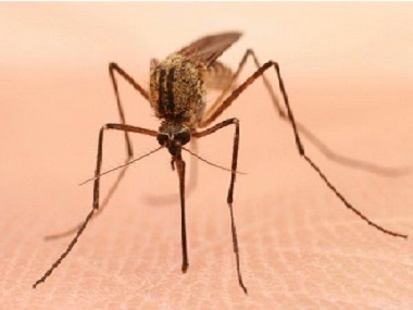 狮岭杀虫灭蚊中心告诉你蚊子最怕哪些味道