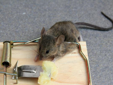 新华除虫灭鼠公司餐厅内冬季如何有效防控老鼠