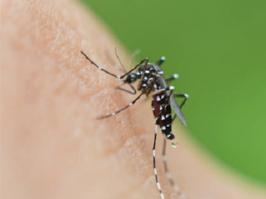 雅瑶四害消杀中心分享4个办法有效灭蚊子