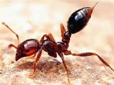 花都虫害防治公司世界上最危险的蚂蚁——红火蚁