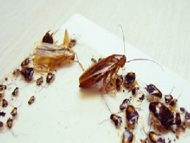 梯面灭杀蟑螂中心——蟑螂药出现抗药性怎么办