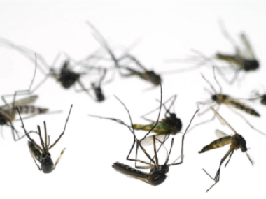 新华除四害中心常用的驱蚊灭蚊子的方法