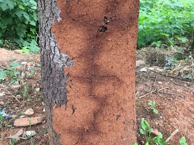 梯面白蚁备案——防治杉木白蚁的7个小妙招