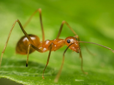 赤坭白蚁防治世界上最危险的蚂蚁——红火蚁
